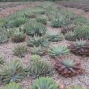 뽑기농장 이미지