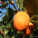 바른농원 이미지