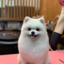 더퍼스트펫살롱 네이버블로그