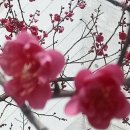 시 [강명식] 봄꽃을 보며 이미지