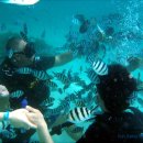 낭유안 체험 다이빙(Discover Scuba Diving) 이미지