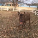 철수목장 이미지