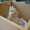 인형의 거리(토끼) 이미지