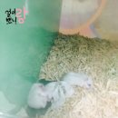 도리순이 이미지