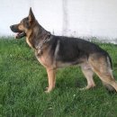 애견세계 이미지