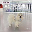 딩동댕댕 애견유치원 | 인천 영종도 실내 애견카페 추천 | 댕댕존 애견유치원 방문 후기