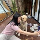 CAFE THE DOG 이미지
