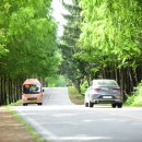 진안 메타세쿼이아길 이미지