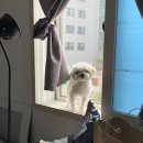 놀러오시개