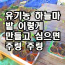 유기농 하늘마 밭 이렇게 만들고 심으면 주렁 주렁 이미지