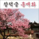 3월 8일(화) 🍒매화(梅花. Prunus Mume)와 관련된 이야기🍒 이미지