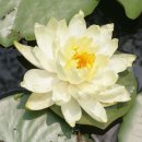 수연화