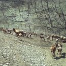 사슴자연 방목장 이미지