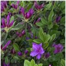 복코돼지 이미지