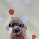 안다펫살롱 이미지