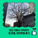 회암1통마을회관 | 안산 가로수 가지치기 및 전정, 전지작업 후기