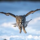 큰회색올빼미 Great Grey Owl 이미지