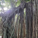 만연폭포입구 공중화장실 | 여행: 시토코 가주마루 반얀공원, 잇소 비치, 서부임도, 오코노타키 폭포, 센피로노타키 폭포 전망대