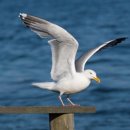 갈매기꿈 이미지