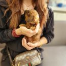 홈즈펫타운 이미지