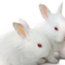 토끼 Daum카페