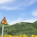 해바라기 이미지