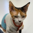 춘천 고양이집 이미지