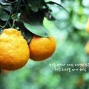 풍림농장 이미지