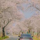 군서 백리벚꽃길 | 영암벚꽃명소 구림마을나들이 백리벚꽃길 드라이브