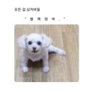 피자다오 네이버블로그
