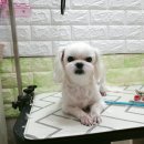 통통이네 이미지