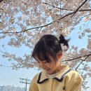 양평역 자전거주차장 | 서울 벚꽃 명소 안양천 벚꽃 둘레길 실시간 주차장 벚꽃길