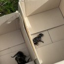 고냥이네 | 9/22 ~ 9/28: 위내시경, 고냥이 , 펫페어