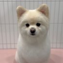 뽀송뽀송강아지미용실 이미지