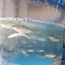 정동진회도매수산 이미지