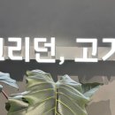 그리던;고기방배