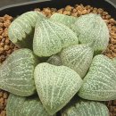 시루비아 이미지