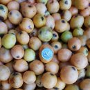 비파농장 이미지