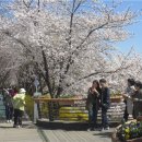 논현로28길(벚꽃길) 이미지