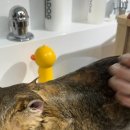 숲냥숲냥 이미지