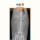 원곡동물병원 네이버블로그