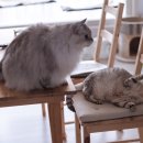 고양이날다 이미지