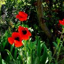 회현농장 이미지