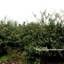 주황농장 이미지