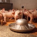 돼지꿈행운농장 이미지