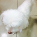 정동물병원 이미지