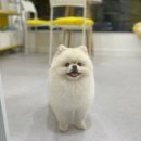 댕이발소 이미지