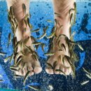 피시케어 이미지