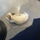 빡공제육