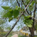 느릅나무집 이미지